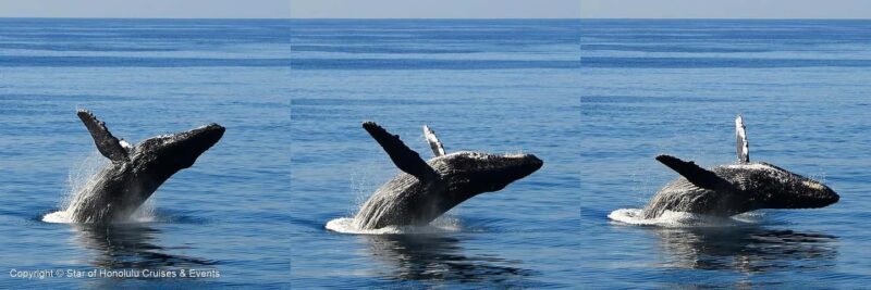 Honolulu: Whale Watching Cruise with Breakfast - FAQs