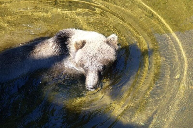 Hoonah: Chichagof Island Brown Bear Search - Key Points