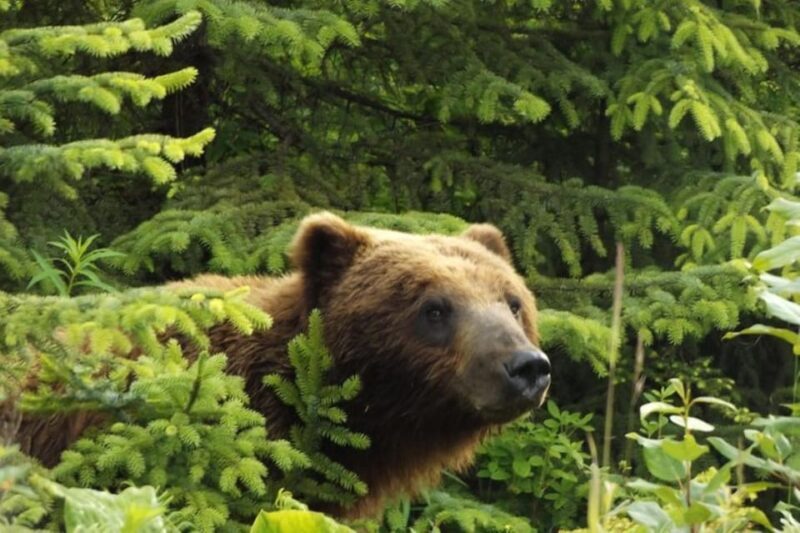 Hoonah: Chichagof Island Brown Bear Search - A Scenic Journey with a Purpose