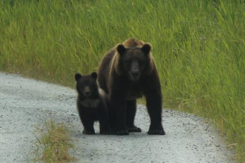 Hoonah: Chichagof Island Brown Bear Search - Learning from the Guides