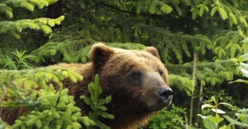 Hoonah: Chichagof Island Brown Bear Search - Practical Details and Logistics