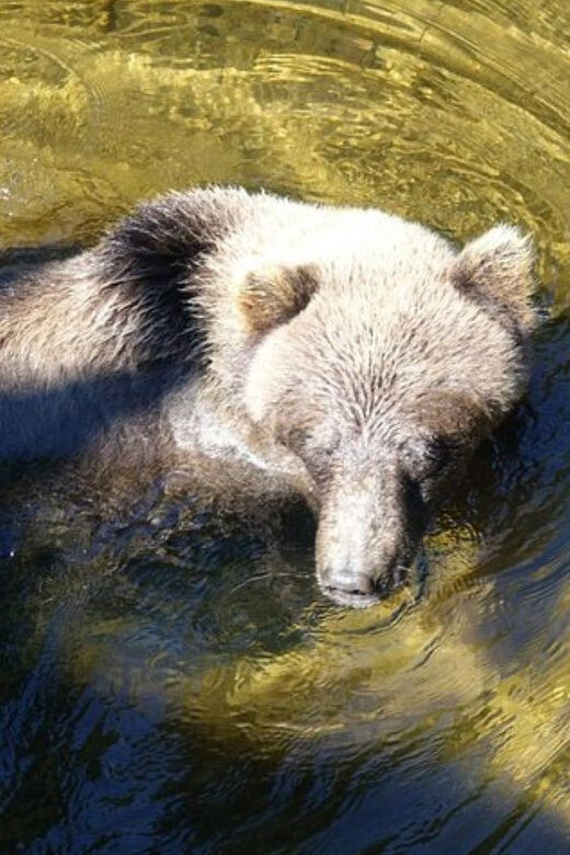 Hoonah: Chichagof Island Brown Bear Search - The Weather Factor