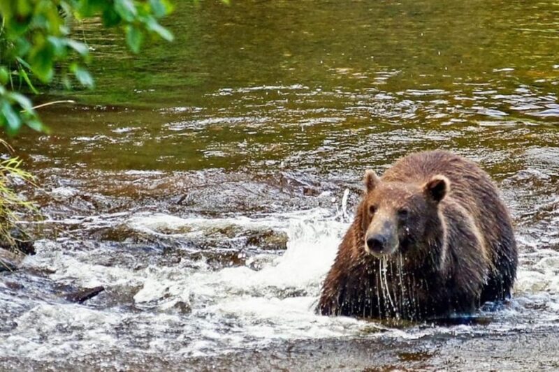 Hoonah: Chichagof Island Brown Bear Search - The Realistic Outlook