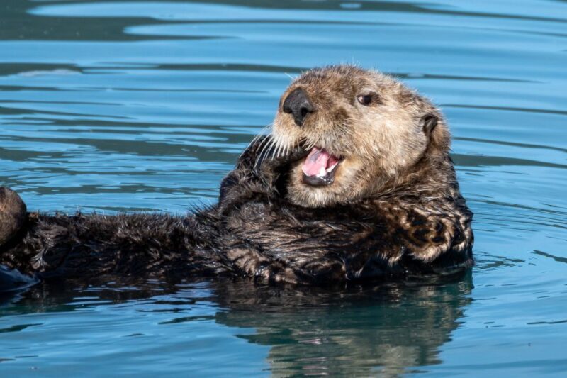 Hoonah: Icy Strait Whale Watch with Drone Filmography - Key Points