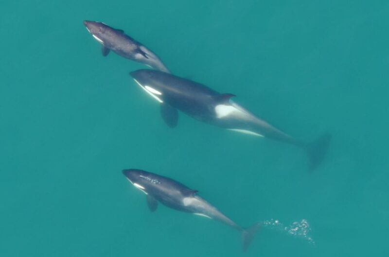 Hoonah: Icy Strait Whale Watch with Drone Filmography - An In-Depth Look at the Whale Watching Experience