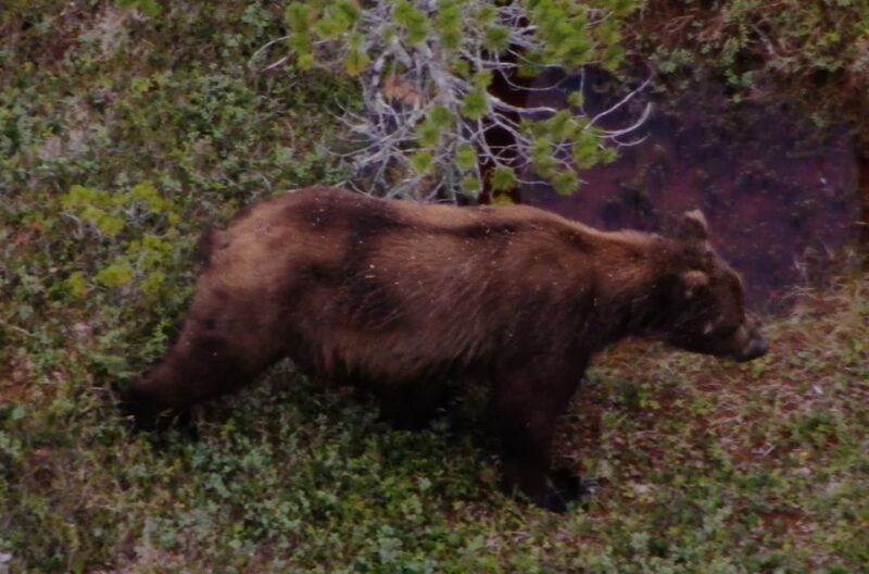 Hoonah: Icy Strait Whale Watch with Drone Filmography - FAQ