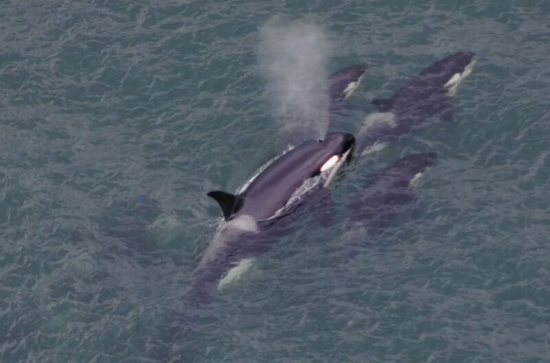 Hoonah: Icy Strait Whale Watch with Drone Filmography - Final Thoughts