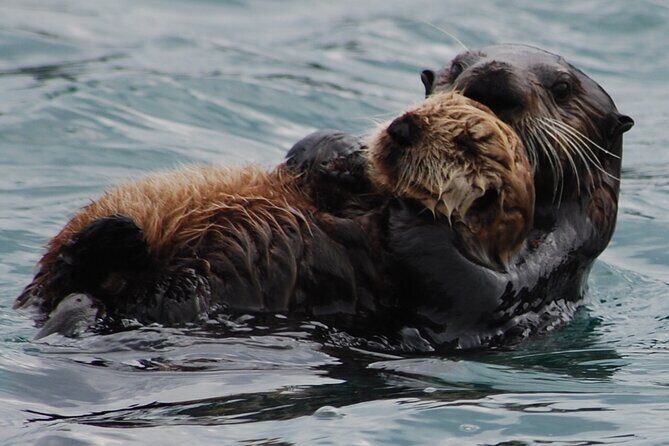 Hoonah Whale-Watching Cruise - Near Icy Strait Point - The Guide and Local Knowledge