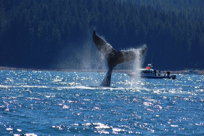 Hoonah Whale-Watching Cruise - Near Icy Strait Point - Who Will Love This Tour?