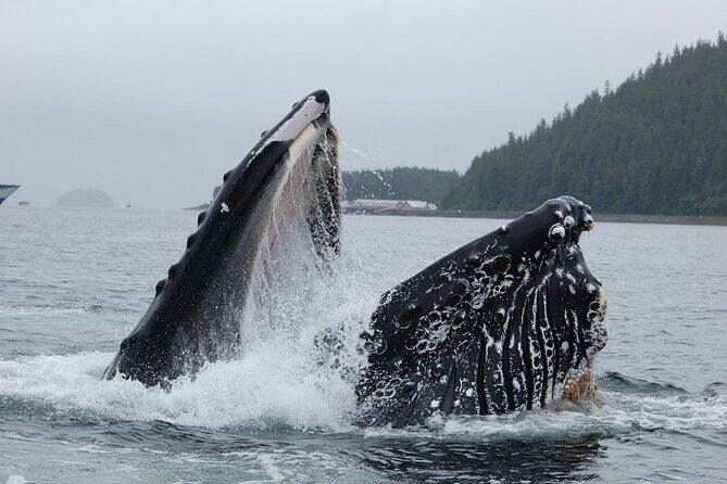 Hoonah Whale-Watching Cruise - Near Icy Strait Point - The Sum Up