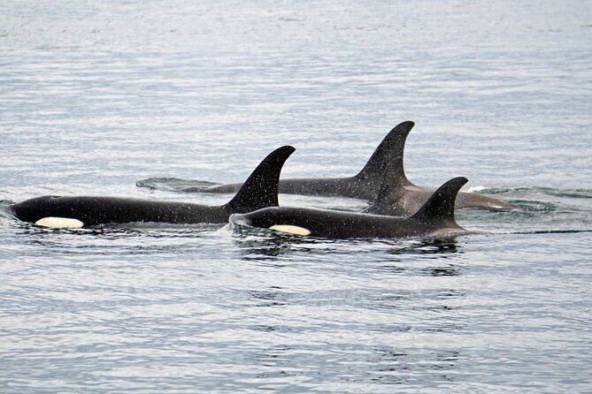 Hoonah Whale-Watching Cruise - Near Icy Strait Point - FAQ