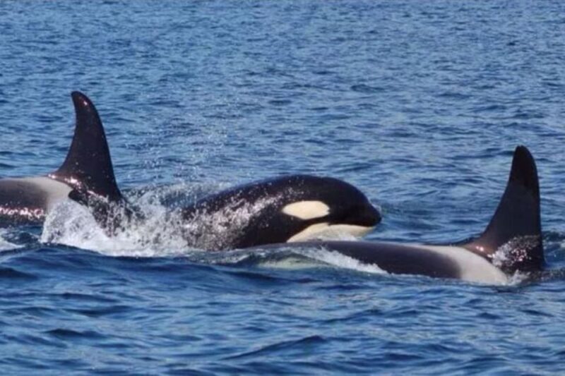 Hoonah: Whale Watching Cruise - An In-Depth Look at the Hoonah Whale-Watching Tour