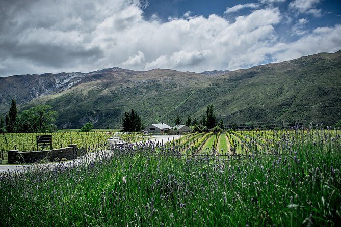 Hop on Hop off Wine Tours Queenstown - Authentic Voices: What Travelers Say