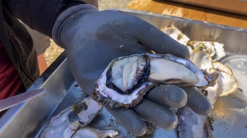 hope: Guided Cruise with Oyster Farm Visit and Lunch - What You’ll Get Out of This Tour