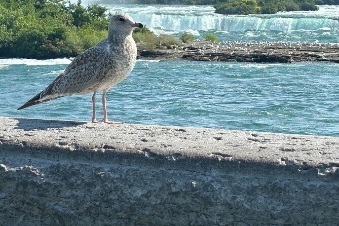 Hornblower Boat and Walking Tour of Niagara Falls - Final Thoughts: Who Will Love This Tour?