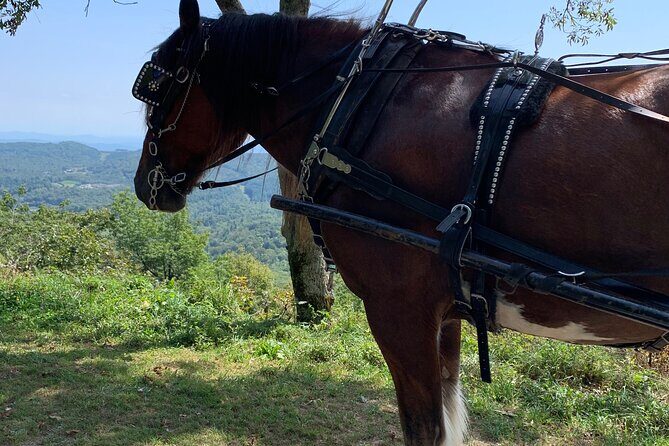 Horse and Carriage Ride through Moses H. Cone Park - Who Will Enjoy This?