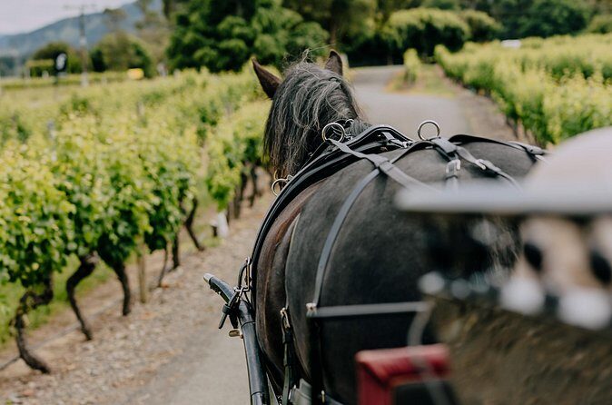 Horse and Carriage Wine Tour in Marlborough with Lunch - FAQ
