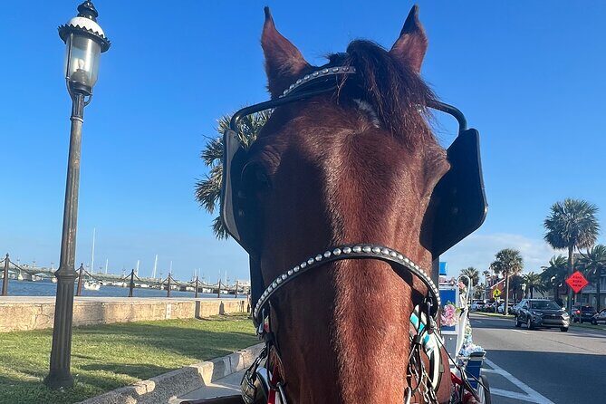 Horse-Drawn Carriage Tour of St Augustine - Who Will Love This Tour?