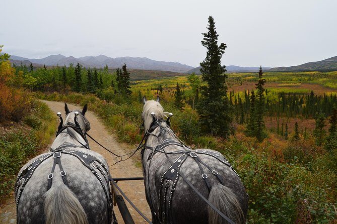 Horse-Drawn Covered Wagon Ride with Backcountry Dining - A Scenic Journey into Alaskas Past