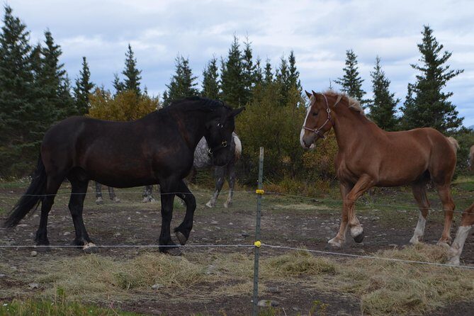 Horse-Drawn Covered Wagon Ride with Backcountry Dining - What We Think About the Value