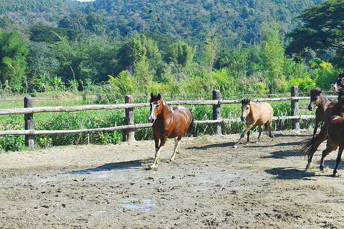 Horse Lesson+Riding+Wat Tonkwen wooden temple.Chiangmai - Frequently Asked Questions