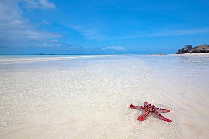 Horse Ride + Swimming with Turtles in Aquarium at Nungwi Beach - Key Points