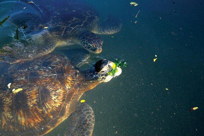 Horse Ride + Swimming with Turtles in Aquarium at Nungwi Beach - Final Thoughts