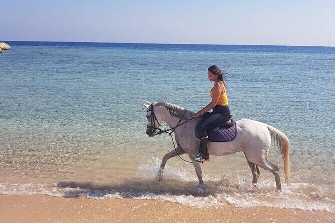 Horse Ride Trip , Bedouin Dinner And Show - Sharm El Sheikh - Who Will Love This Tour?