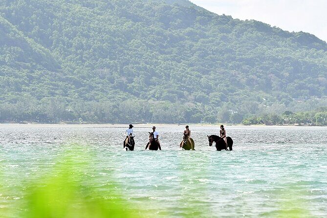 Horse Riding experience by Haras du Morne - An Introduction to the Tour: What Makes It Special