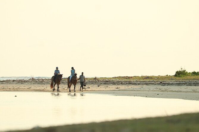 Horse Riding experience by Haras du Morne - What to Expect from the Horse Riding