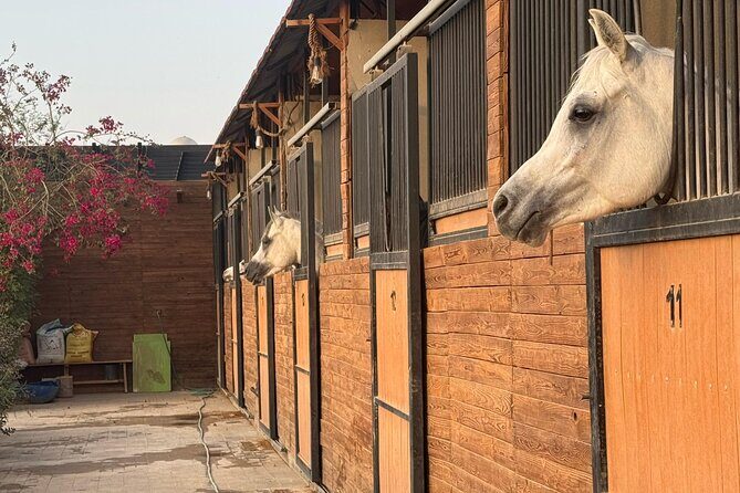 Horse Riding Experience in Riyadh | Tanomah | Jeddah | Al Ula - Practical Tips for Booking and Enjoying the Ride