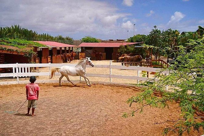 Horse Riding in Sal Island - Cabo Verde - Final Thoughts: Is It Worth It?