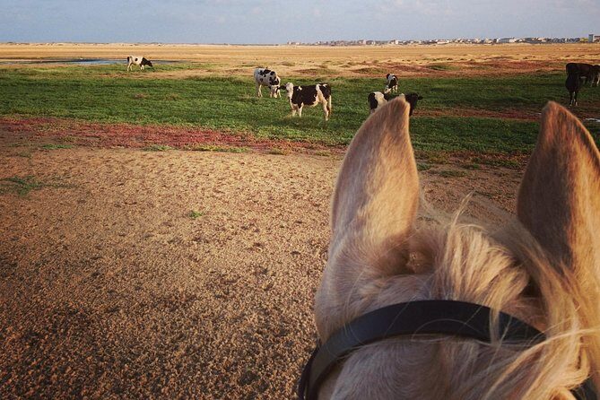 Horse Riding in Sal Island - Cabo Verde - Final Verdict