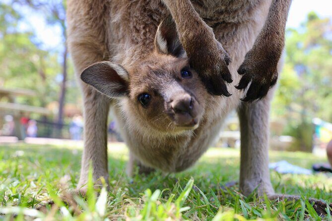 Horse Riding, Koalas & Kangaroos - Wild Australia: Private Tour - Exploring the Itinerary in Depth