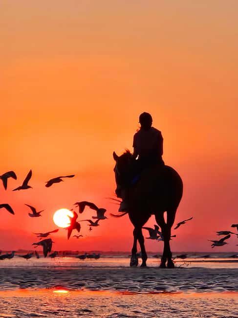 Horse Riding Muscat | Beach Horse Riding - An Honest Look at Horse Riding on Al Sawadi Beach