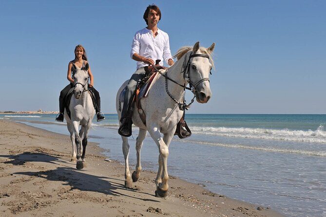 Horse Riding on the beach With Transfer From Sharm El Sheikh - An In-Depth Look at the Horse Riding Tour