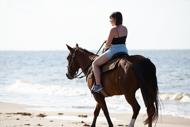 Horse Riding on the beach With Transfer From Sharm El Sheikh - The Sum Up