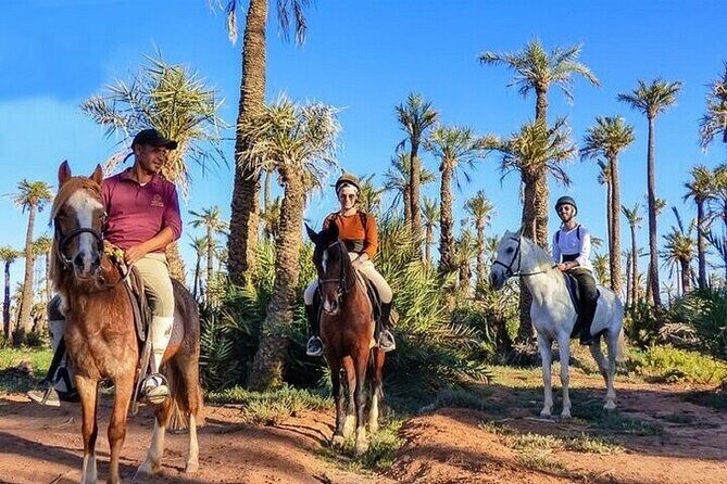 Horse Riding one hour Palmeraie Grove & Transfer - Marrakesh - A Balanced Look at the Downsides