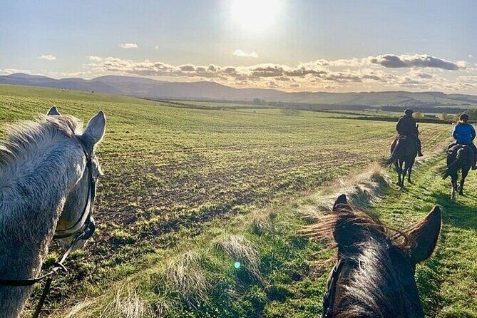 Horse Riding one hour Palmeraie Grove & Transfer - Marrakesh - The Sum Up