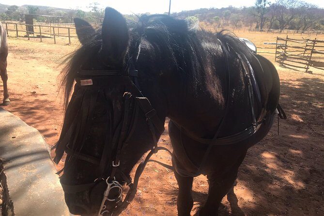 Horse riding safari from Johannesburg - Key Points