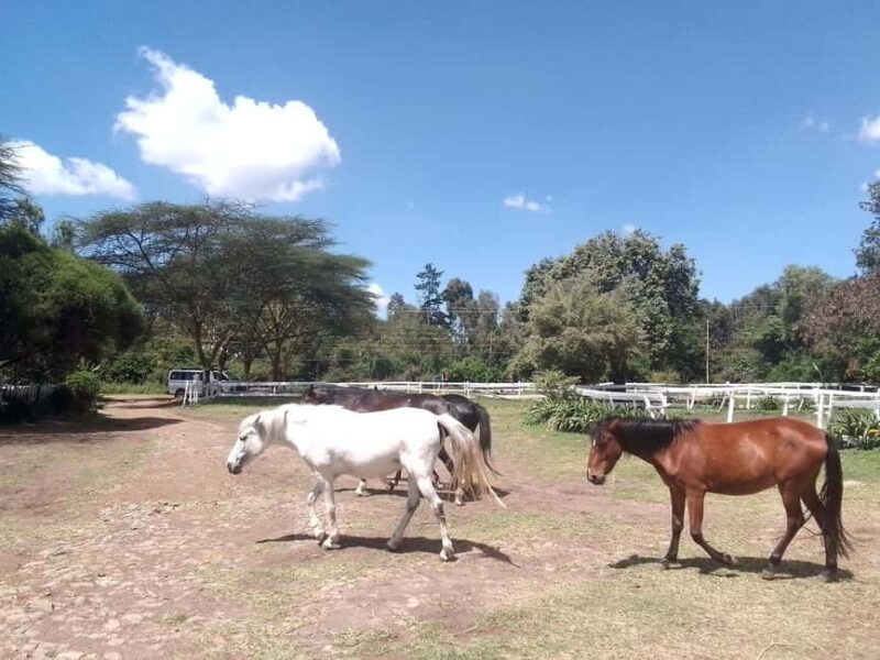 Horse Riding Tour Adventure in Nairobi - Key Points
