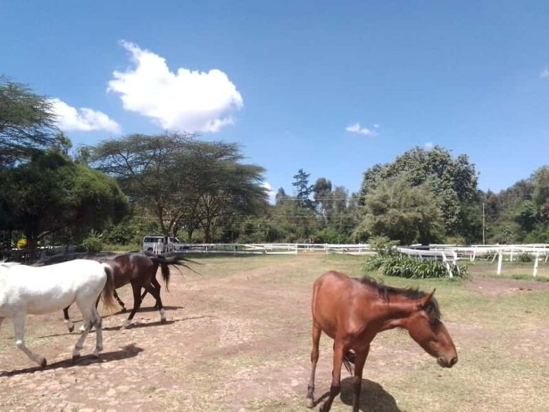 Horse Riding Tour Adventure in Nairobi - What to Expect on Your Horseback Safari in Nairobi