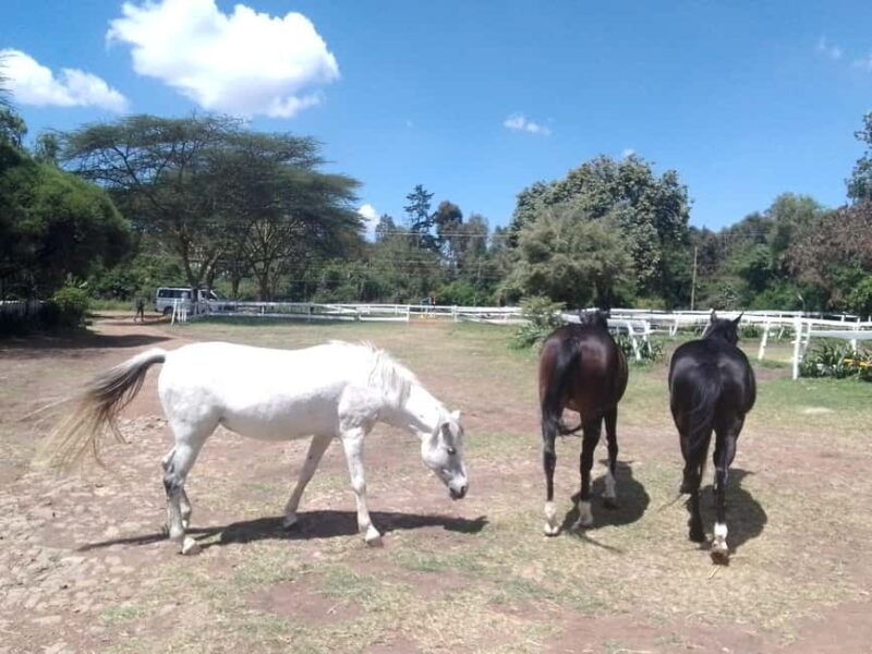 Horse Riding Tour Adventure in Nairobi - Who Should Consider This Tour?