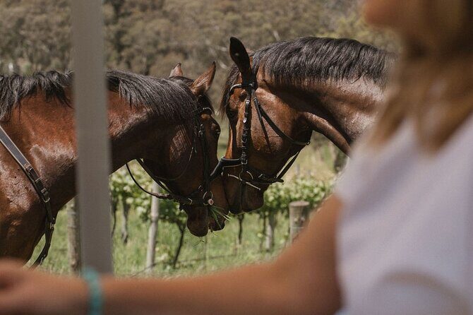 Horse Trail Ride and Wine Tasting at Adelaide Hills Winery - The Value and What You Get
