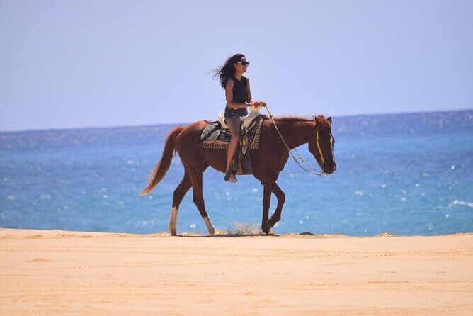 Horseback Adventures - Horseback Adventures in Cabo San Lucas: A Naturalist’s Ride Along Migrino Beach