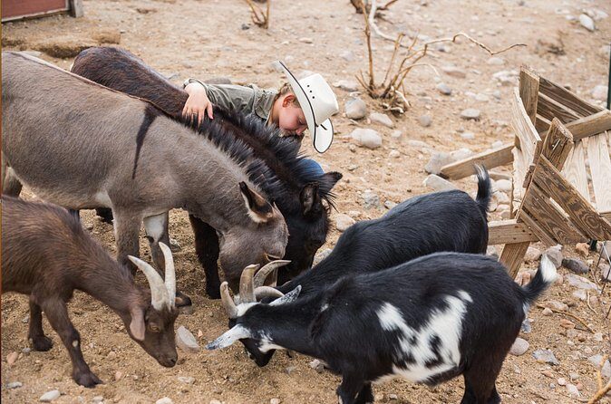 Horseback Ride near the Grand Canyon's West Rim - Who Should Consider This Tour?