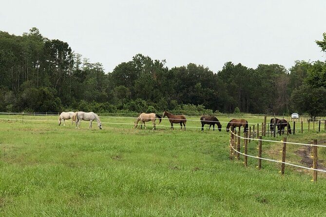 Horseback Ride on Scenic Lake Louisa Trails - FAQs