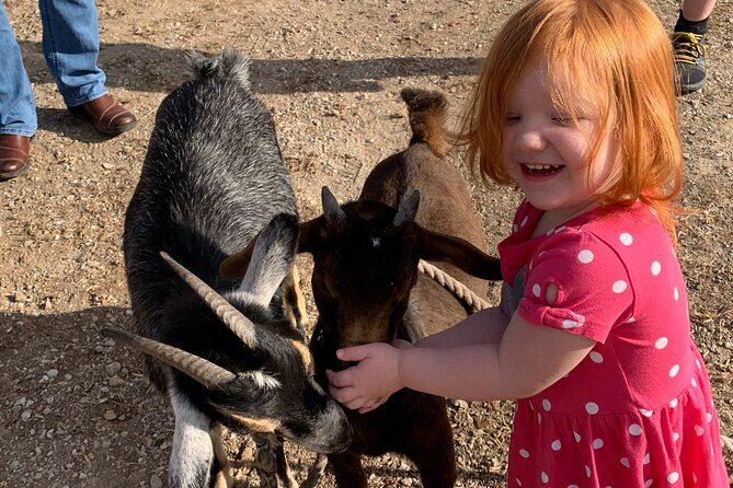 Horseback Rides, Interactions, and Petting Zoo - FAQ