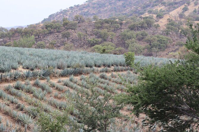 Horseback Riding among Agaves and Food: Experience the Morning in Amatitan - Exploring the Itinerary in Detail