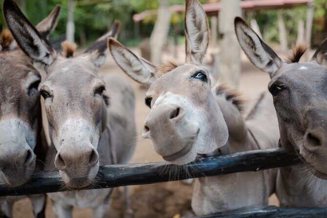Horseback Riding and Cenote Swim from Cancun or Playa del Carmen - The Experience in Context